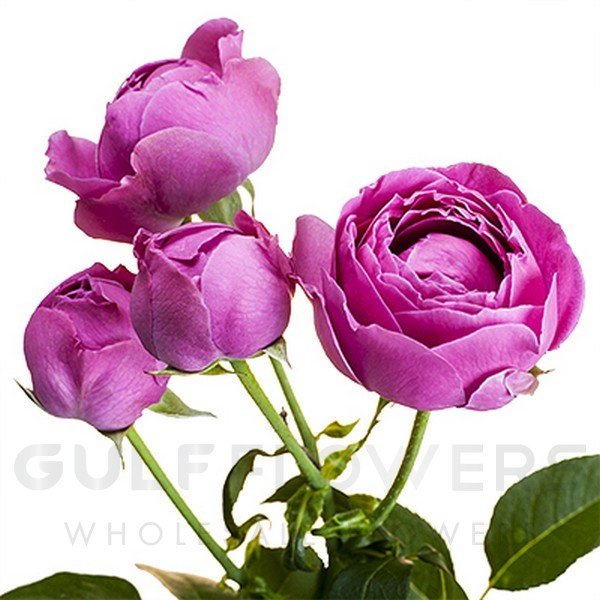 Rosa spray misty bubbles L-60