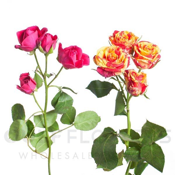 Rosa spray mix L-50