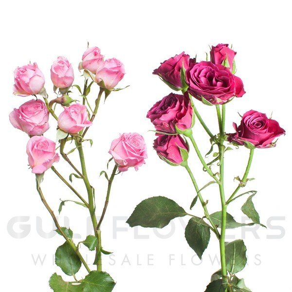 Rosa spray mix L-60