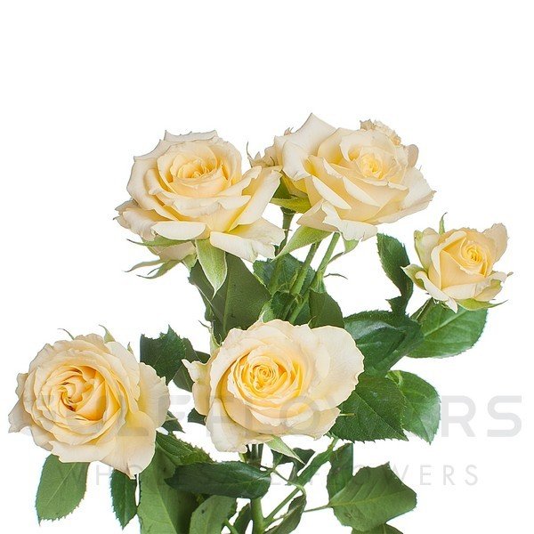 Rosa spray salinero L-60