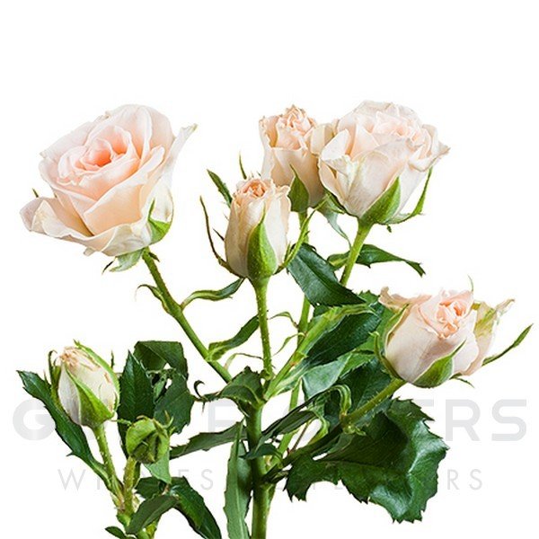 Rosa spray sweet sarah L-50