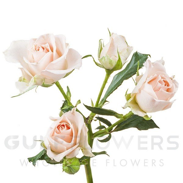 Rosa spray sweet sarah L-60