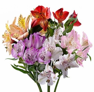 Alstroemeria
