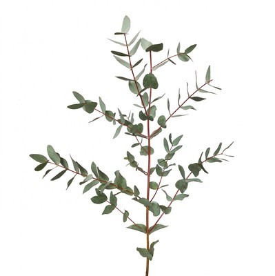 Eucalyptus