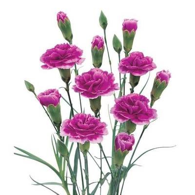 Dianthus