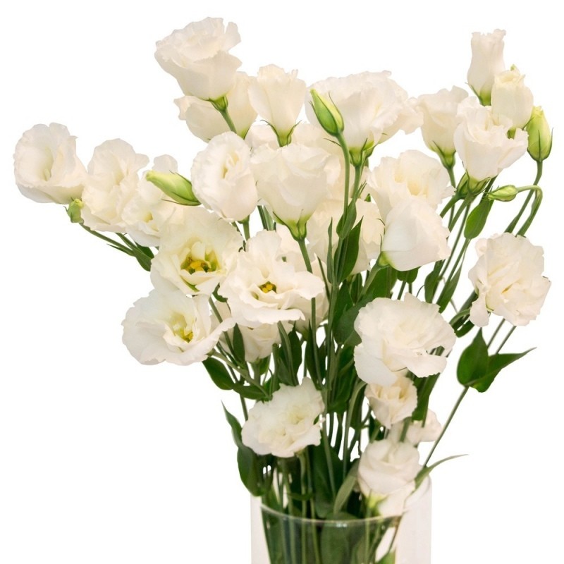 Eustoma