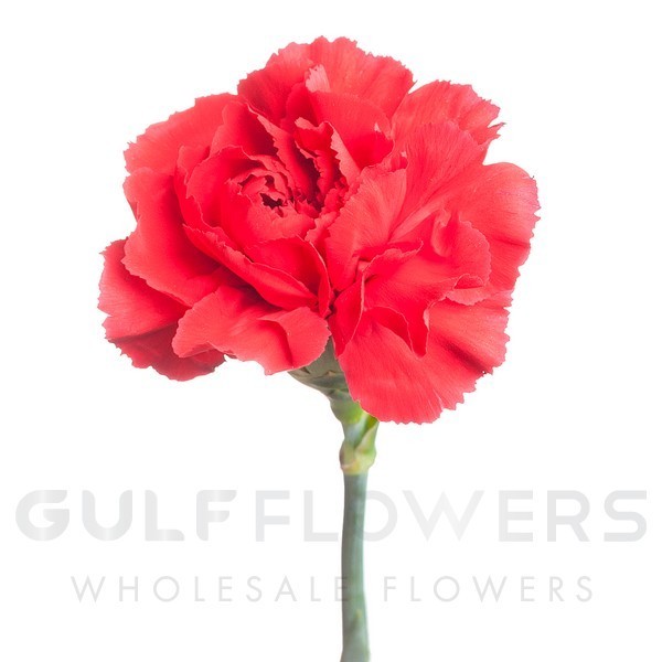 Dianthus fancy red