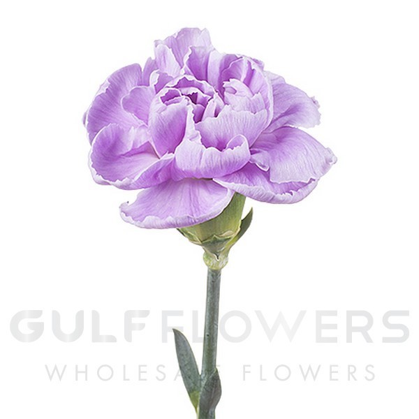Dianthus fancy moonaqua
