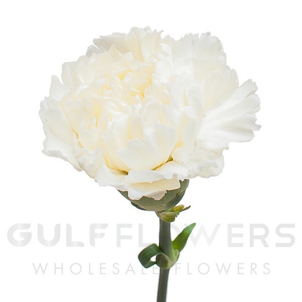 Dianthus fancy mix