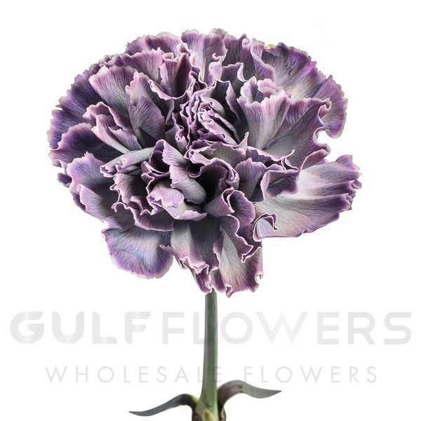 Dianthus standard black molly L-65