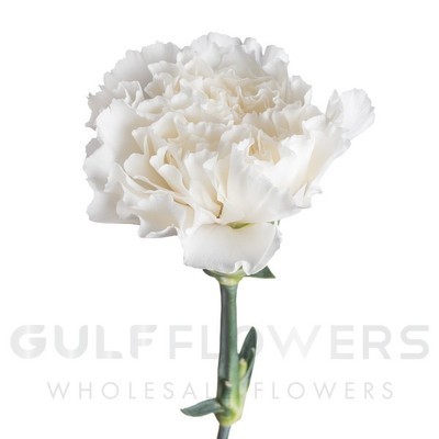 Dianthus select white