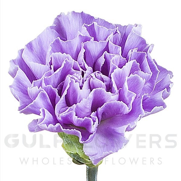 Dianthus select moonaqua