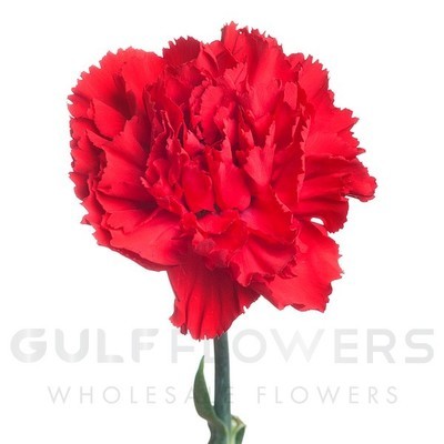 Dianthus select red