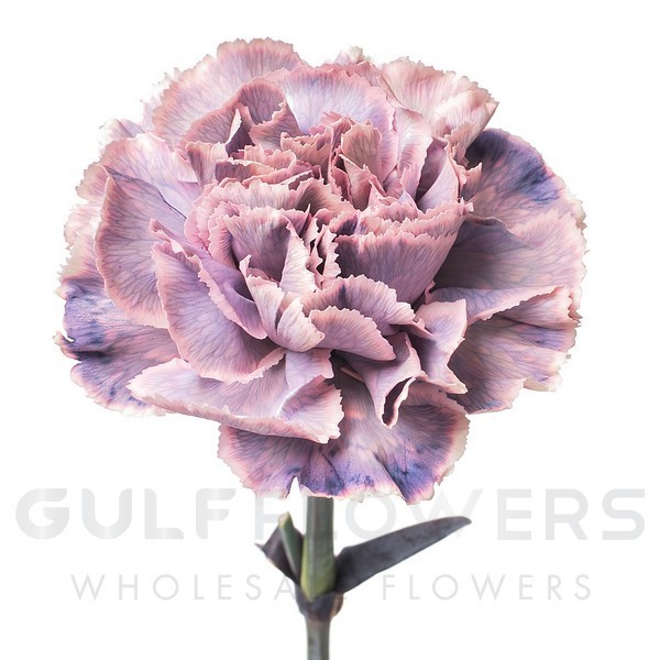 Dianthus standard caramello L-65