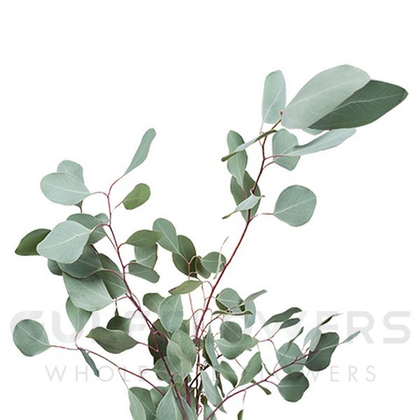 Blad Eucalyptus populus