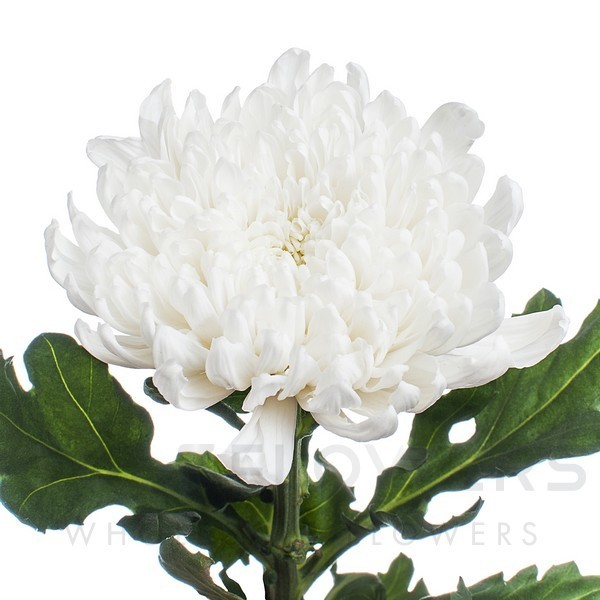 Chrysanthemum disbudded gagarin L-70