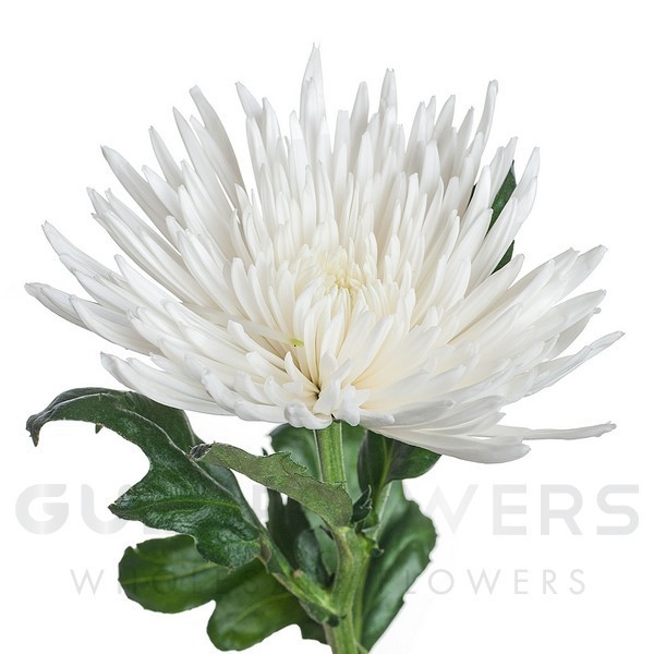 Chrysanthemum disbudded anastasia L-70