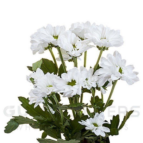 Chrysanthemum santini bouncer L-55