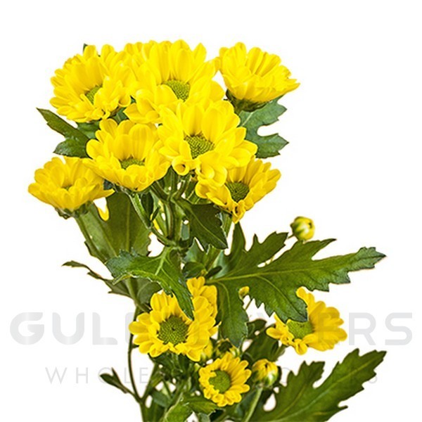 Chrysanthemum santini rossi sunny L-55