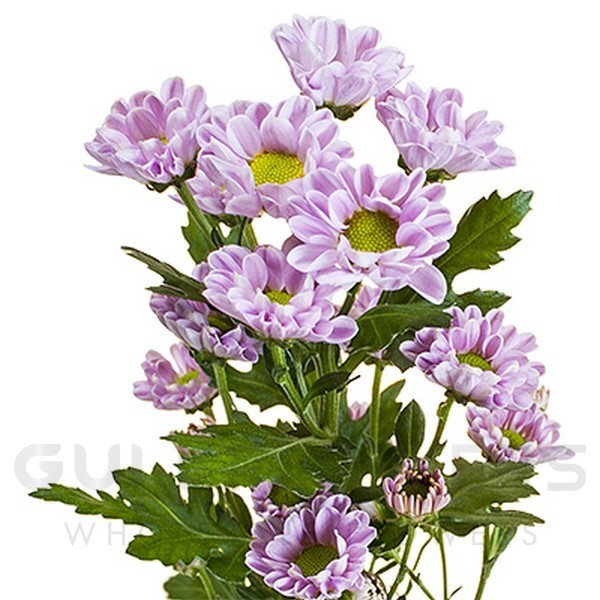 Chrysanthemum santini rossi pink L-55