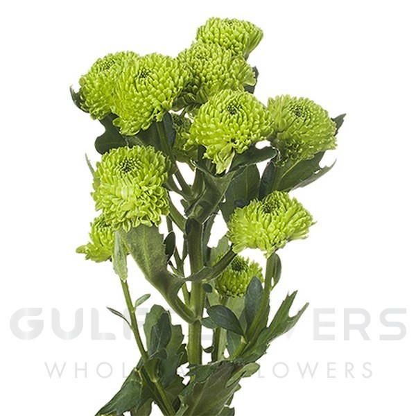 Chrysanthemum santini country L-55