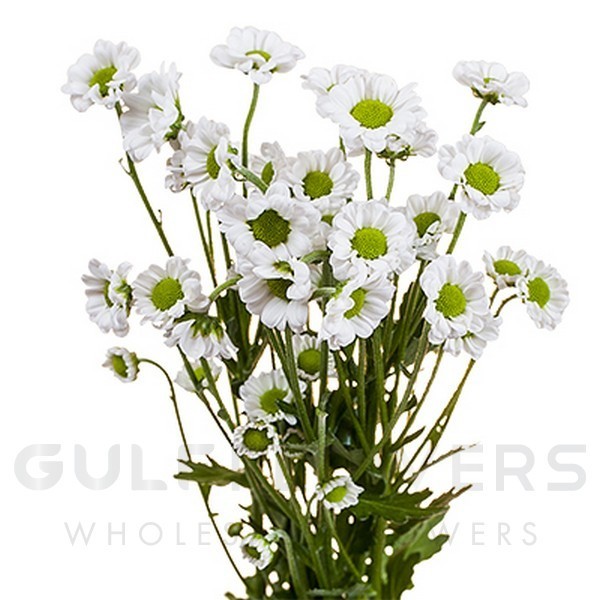Chrysanthemum santini madiba lindi white L-55