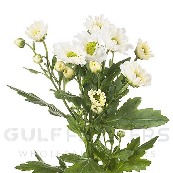 Chrysanthemum santini rossi white L-55