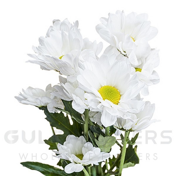 Chrysanthemum spray bacardi L-70