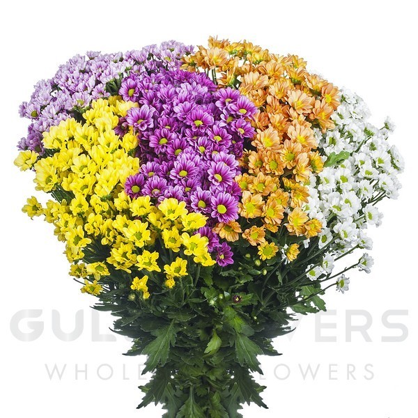 Chrysanthemum santini madiba mix rainbow L-55