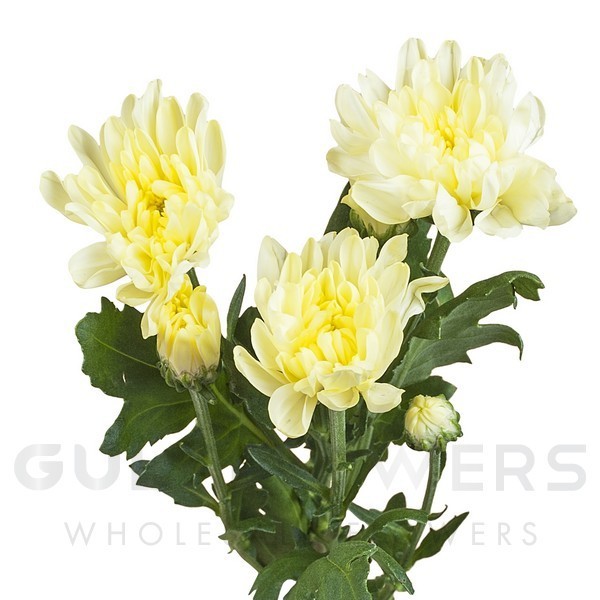 Chrysanthemum spray baltica yellow L-70