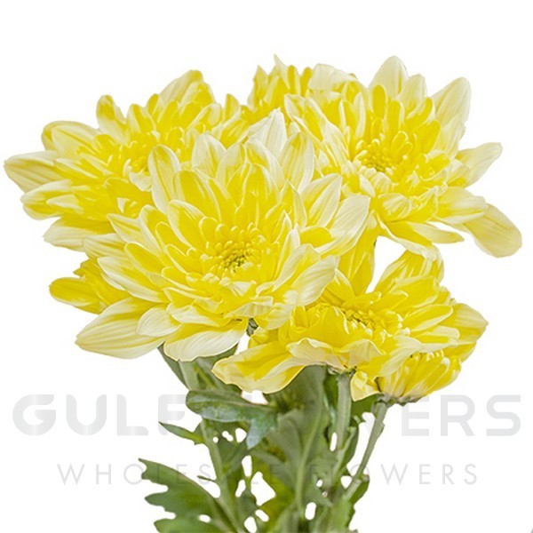 Chrysanthemum spray baltica yellow L-70