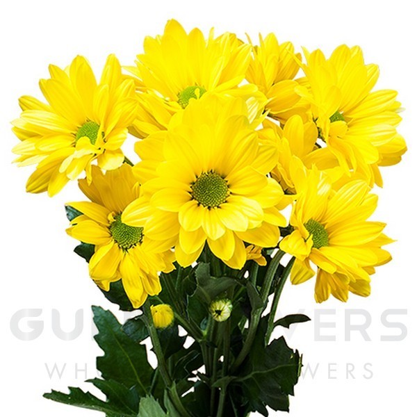 Chrysanthemum spray celebrate L-70