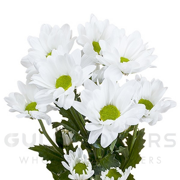 Chrysanthemum spray chic L-70