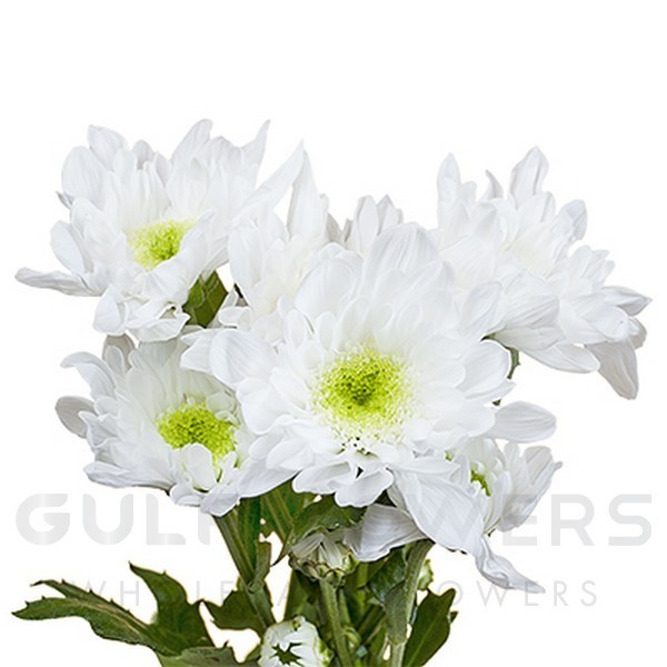 Chrysanthemum spray radost L-70