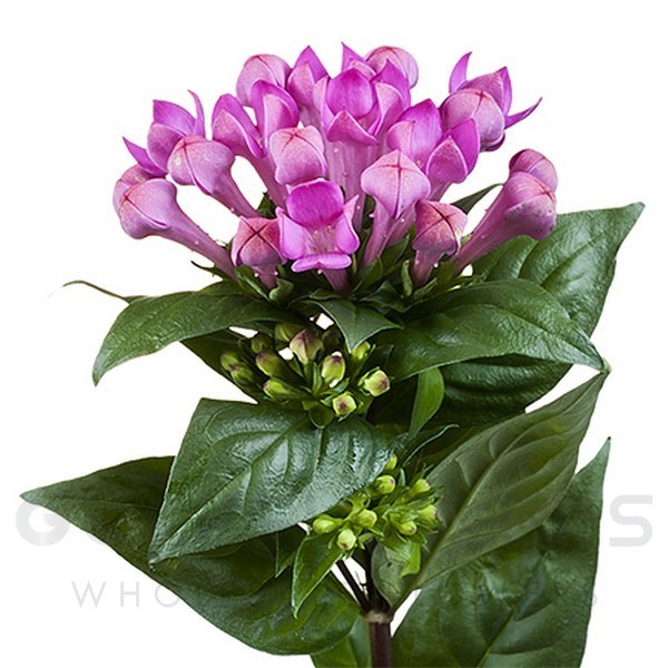 Chrysanthemum spray feeling green dark L-70