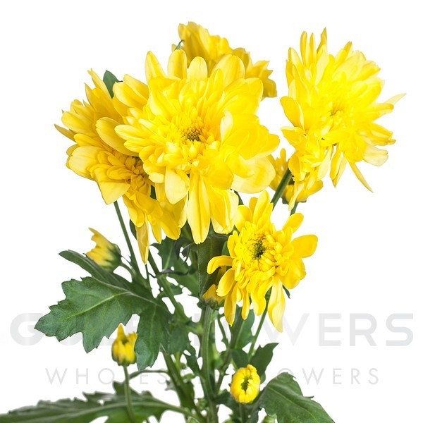 Chrysanthemum spray zembla yellow L-70
