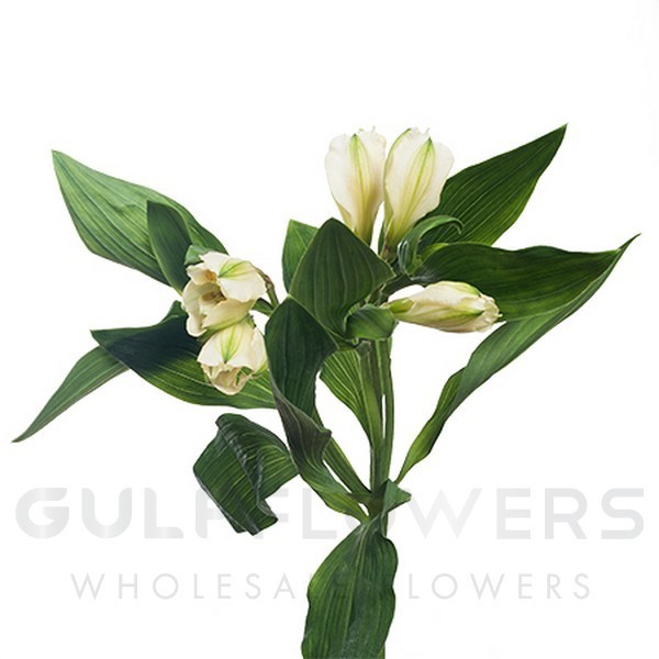 Alstroemeria gigi cream L-80