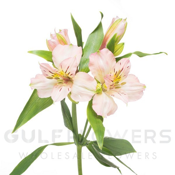 Alstroemeria julia L-80
