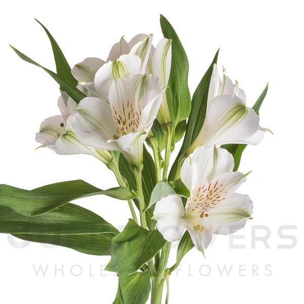 Alstroemeria perfection white
