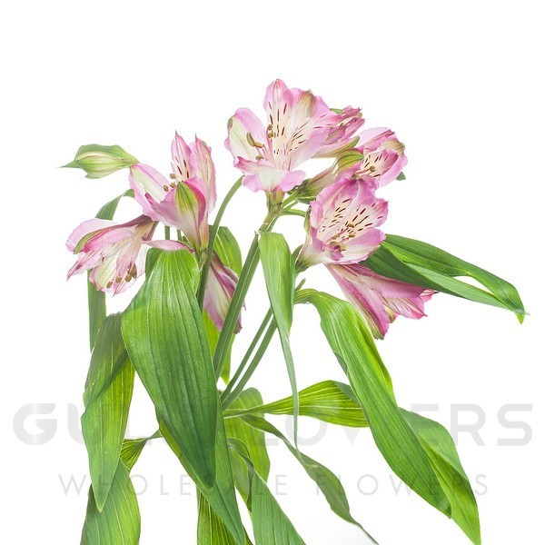 Alstroemeria perfection mix light