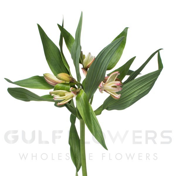 Alstroemeria primadonna