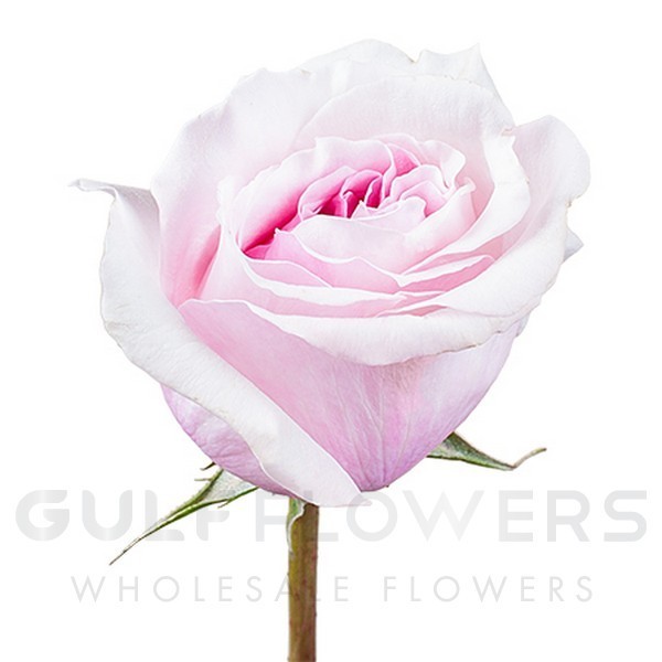 Rosa large flower david austin miranda L-40