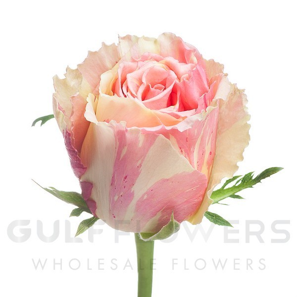 Rosa large flower engagement L-70