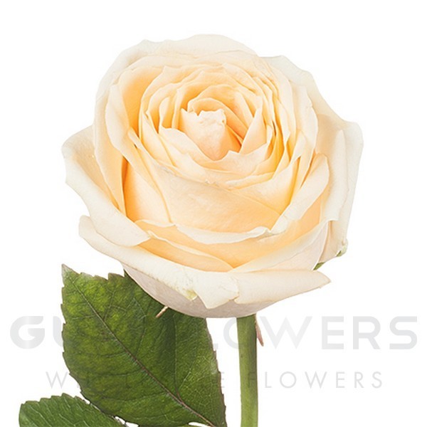 Rosa large flower avalanche peach+ L-60