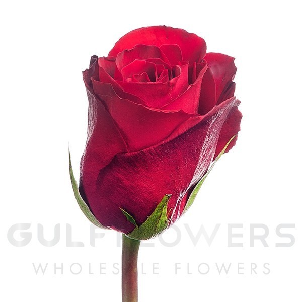 Rosa large flower madam red L-50