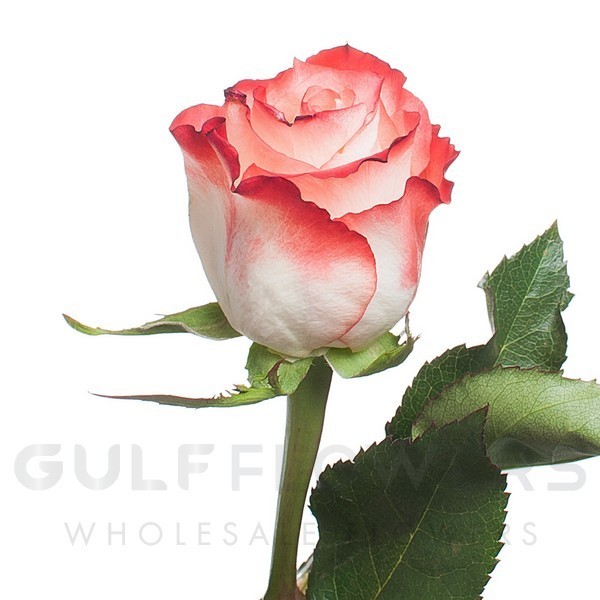 Rosa large flower cabaret L-60