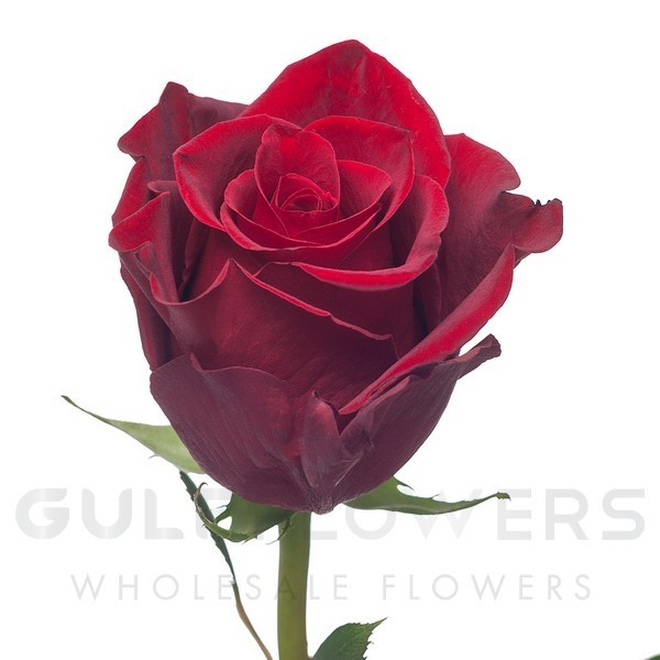 Rosa large flower freedom L-80