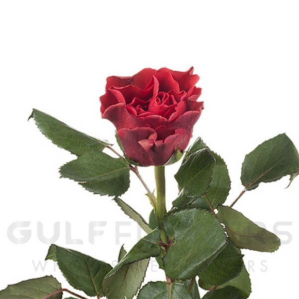 Rosa large flower el toro L-50