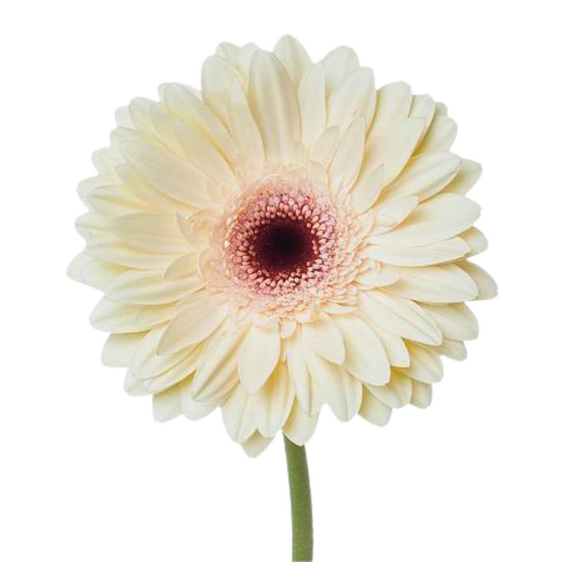 Gerbera eclair