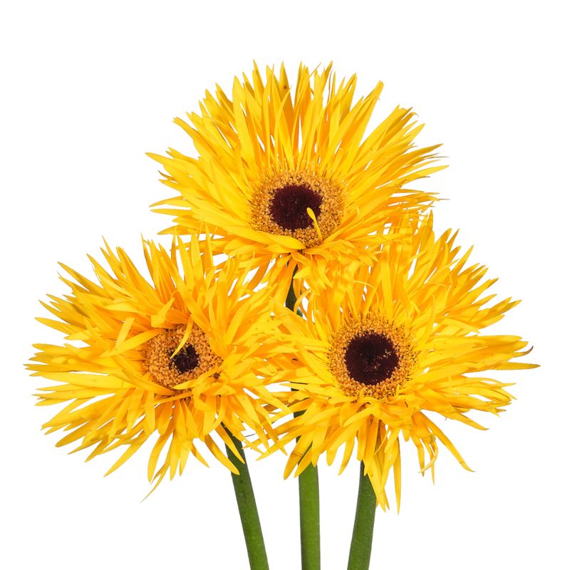 Gerbera gerspider bravery